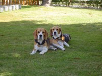 dsc00596.jpg